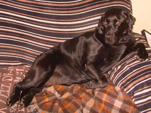 Holly on the couch