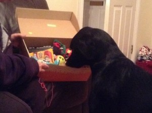 Gunner getting stuck into his goody box!