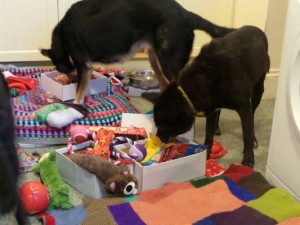 Dogs Trust Oakfield Oldies - Toby and Jaeger