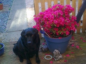 Holly in the garden